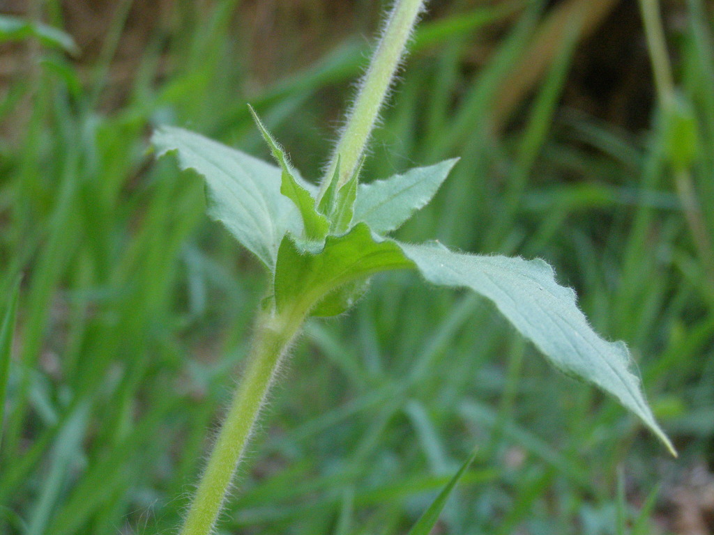 Silene dioica